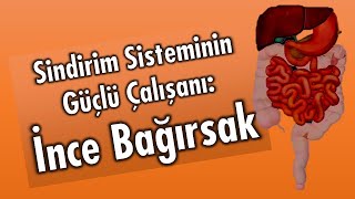 Vücudumuzun Mucizevi Organı: İnce Bağırsak