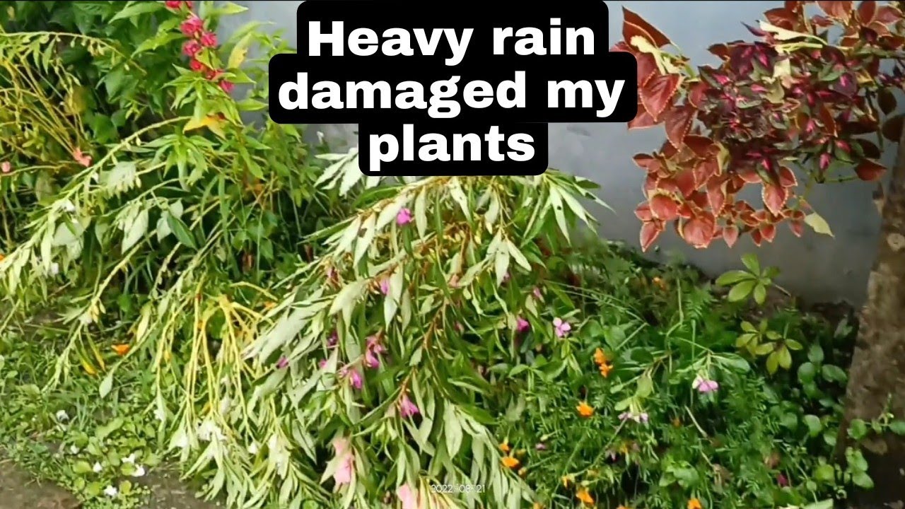 The heavy rain damaged some of the plants in my garden - YouTube