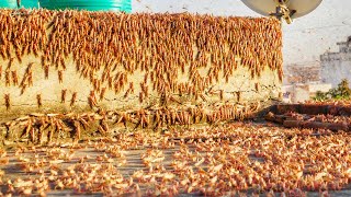 A record invasion of locusts devours everything in its path! Egyptians pray