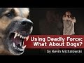 Into the Fray Episode 19: What about dogs?
