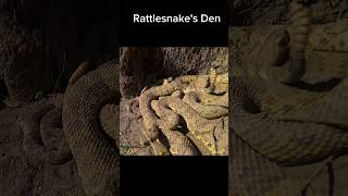 Home of rattlesnakes. shortsfeed animal shorts snakes