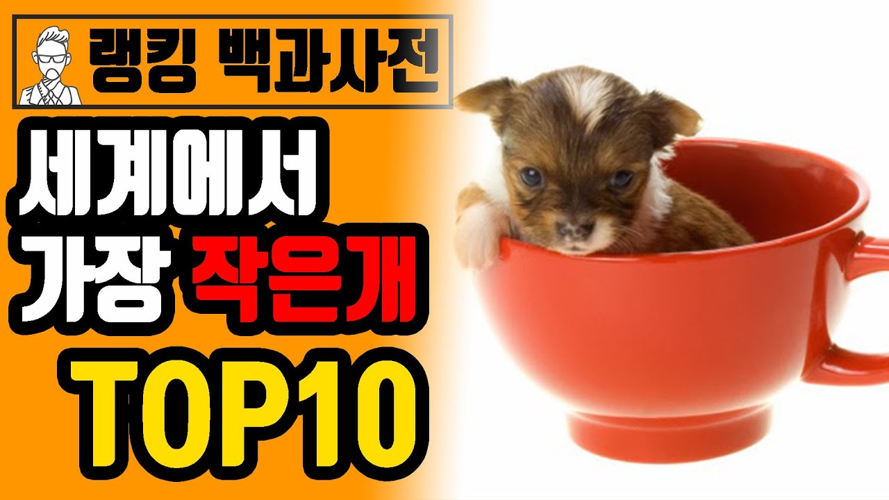 세계에서 가장 작은 개 top10 강아지 크기 실화?