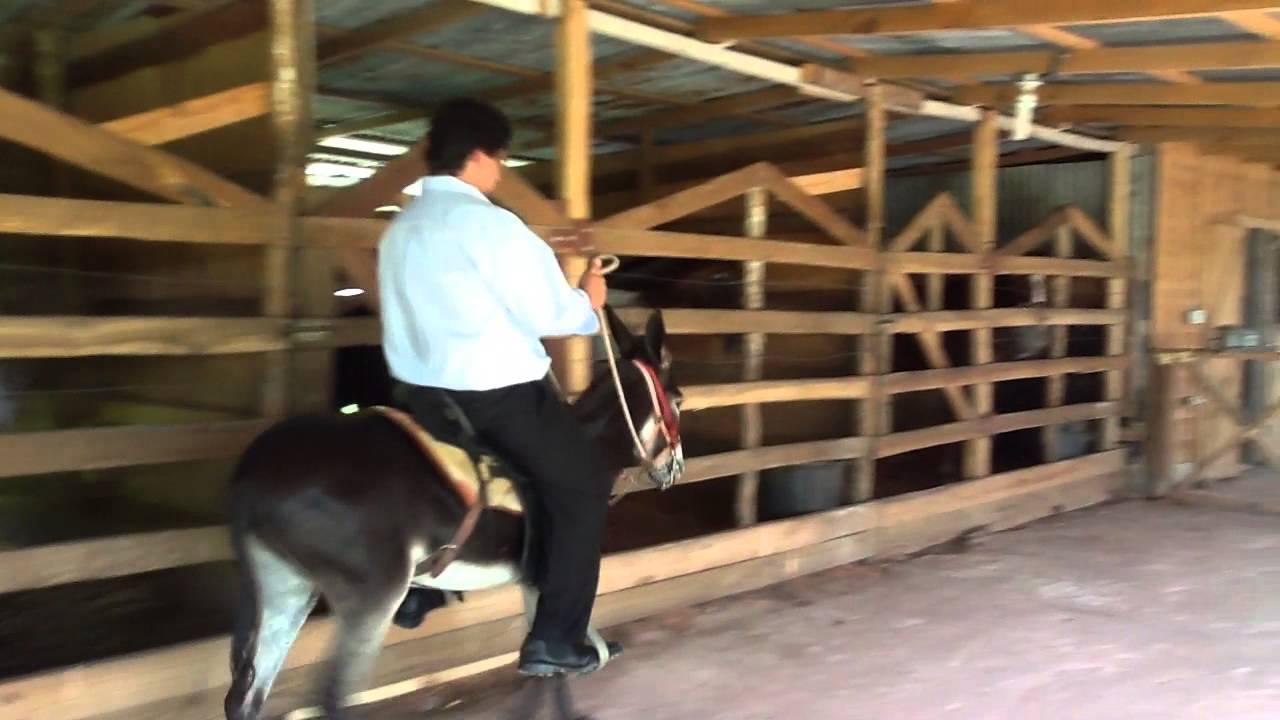 Diego González conduce burro de paso fino. YouTube
