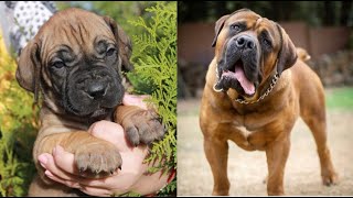 Funniest Boerboel Dog Videos | Cutest Boerboel Ever by Dogipedia 13,666 views 2 years ago 8 minutes, 7 seconds