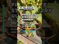 BEST WAY TO MULTIPLY YOUR STRAWBERRY PLANT #hydroponics #gardeningequipment #KRAKTY #garden