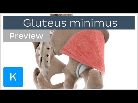 Functions of the gluteus minimus muscle (preview) - Human Anatomy | Kenhub