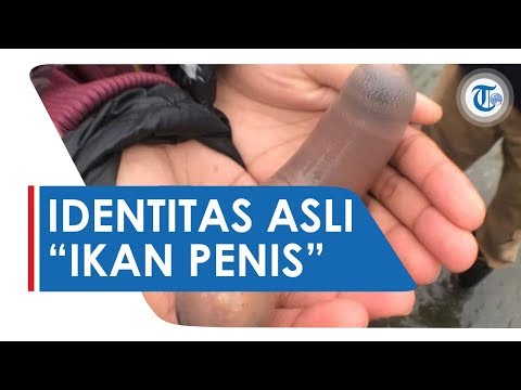 Mengenal Identitas Asli 'Ikan Penis' yang Membuat Banyak Netizen Tercengang dan Penasaran