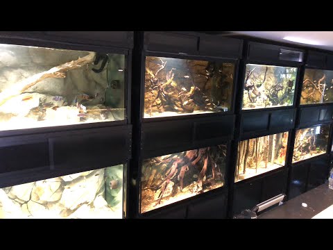All My Aquariums And Fish Live The King Of Diy Youtube youtube