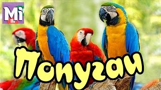 ВЛОГ Выставка говорящих попугаев Ара Какаду Волнистый Жако Ожереловый Talking Parrots Exhibition ВЛОГ Выставка говорящих попугаев Ара Какаду Волнистый Жако Ожереловый Talking Parrots Exhibition