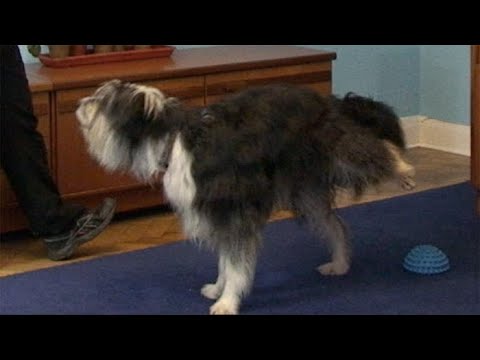 Teaching dog tricks: cock leg