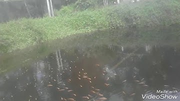 Đàn cá rô phi hồng