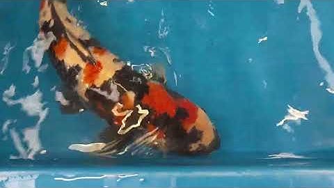 20251109 Sansai Showa 62 cm Dainichi (SOLD)