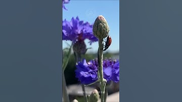 Khám phá Quốc hoa nước Đức | New Life - Du Học Nghề Đức