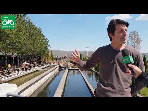 Video: Një Teknologji E Re Për Të Bërë Lëkurat E Peshkut U Shpik Në Novosibirsk
