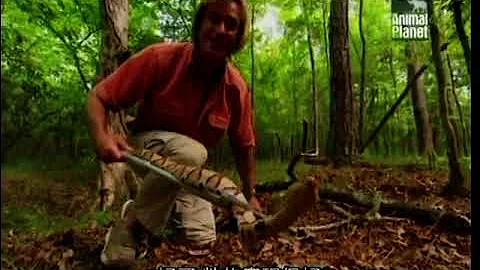 Austin Stevens - In Search of the Monster Rattler