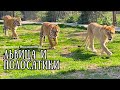 Юная  ЛЬВИЦА и полосаты друзья . Life of #lions