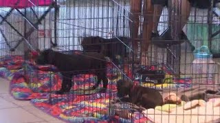 Herb Easley Chevrolet hosts pet adoption drive