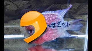 6 Reasons Why I Like Flowerhorn Fish