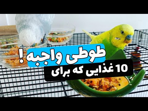 رژیم غذایی مناسب طوطی و پرندگان | ۱۰ غذایی که برای طوطی واجبه ❌