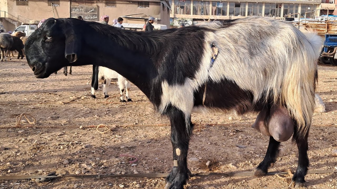 سوق الدانا يوم الخميس/ 4/ 7/ 2024/ معز حليب/ جدي السنة/ خروف وردي/ غنم لحم/ خروف لحم/ خروف استطلاع