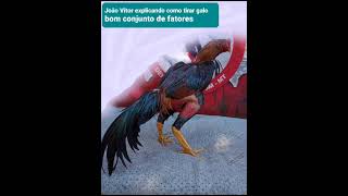 João Vepor Explicando Fundamento De Uma Galinha Na Cruz Para Tirar Galo Bom