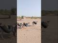 ثلاثة حمير تحمل أكياسًا سوداء من الماء