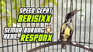 BLACKSUNBIRD TROTOL GACOR SPEED CEPAT SEMUA BURUNG AKAN RESPON IKUT NYAUT