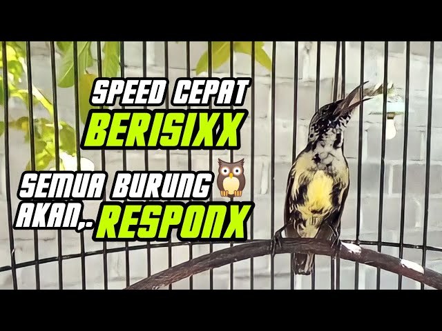 BLACKSUNBIRD TROTOL GACOR SPEED CEPAT SEMUA BURUNG AKAN RESPON IKUT NYAUT class=