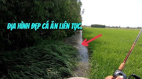 Câu cá lóc trên ruộng lúa.Nhái hơi Muối Tiêu Vàng cân hết.Thợ săn cá lóc.