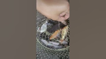 cần Thơ Bến Nịnh Kiều ❤️