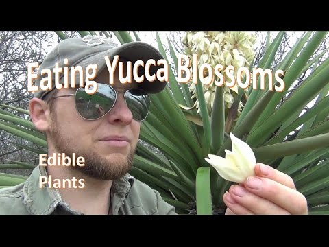 How to Pick and Eat Yucca Blossoms