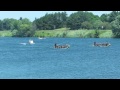 Canadian Dragon Boat Championships 2014 ★ Race 41 ★ 22DRAGONS Phoenix XY, H20 Playground Arsenal, 22