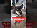 Les Résolutions De Janvier D Un Chihuahua Chiwawa En 2026