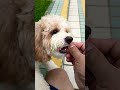 #cute #cuteteddy teddy walk