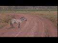 Lake Tanzania Zebra and other beasts