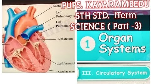 5TH STD 1TERM SCIENCE Organ System (Part -3) Circulatory System