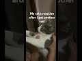 #music#pets#cat#funny#yourcat#viralvideo