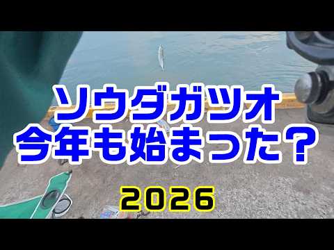 【ソウダガツオ】そろそろソウダガツオの時期になって来たので、今年も参戦