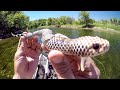 Can The Snake Lure Catch A River Monster?