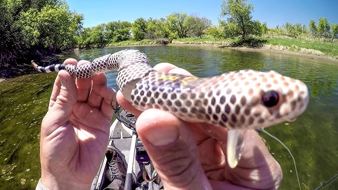 Fishing A Duck Lure For MONSTER Pike! 