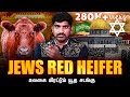     israel third temple secrets vs red heifer plan  tp