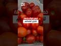 خمس فوائد مذهلة لتناول الطماطم طماطم الطماطم طعام فوائد ريلز