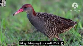 tiếng chằng nghịch kẹp chung mắt đỏ.