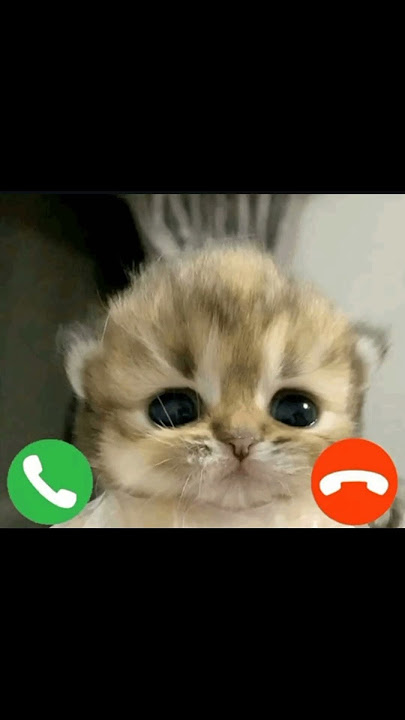 https://youtube.com/@meow_love_1?si=4A4HK-2J7SkFv871