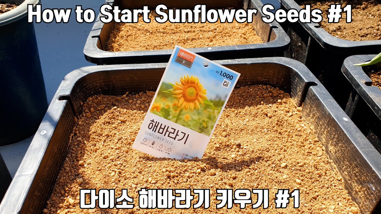 다이소 해바라기 키우기 #1 / How to Start Sunflower Seeds  - Part 1