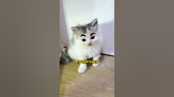 Cat Facts That You NEED To Know! 🙀