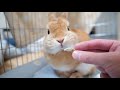 【うさぎと暮らすvlog No.49】うさぎの爪を切る【後編】／Cut rabbit nails