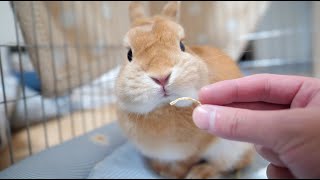 【うさぎと暮らすvlog No.49】うさぎの爪を切る【後編】／Cut rabbit nails