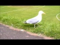 Seagull eating bread