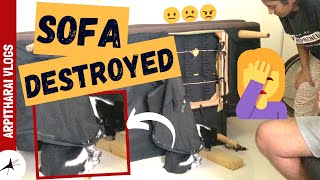 Naughty Puppy Destroys Sofa | Guilty Puppy Caught On Camera